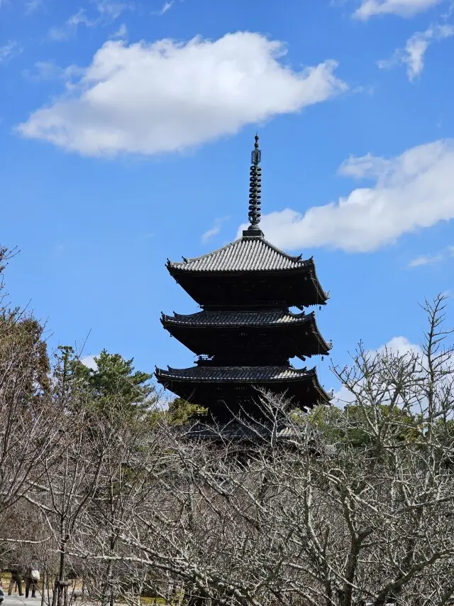 世界遺産・仁和寺への画像_2