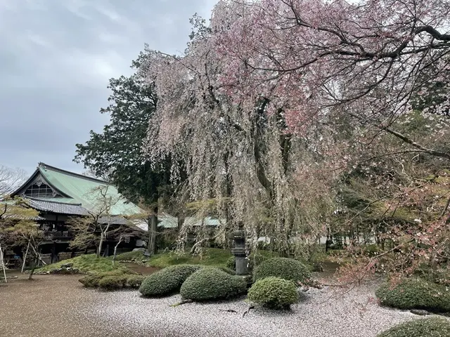 川越市喜多院の中庭にある枝垂桜