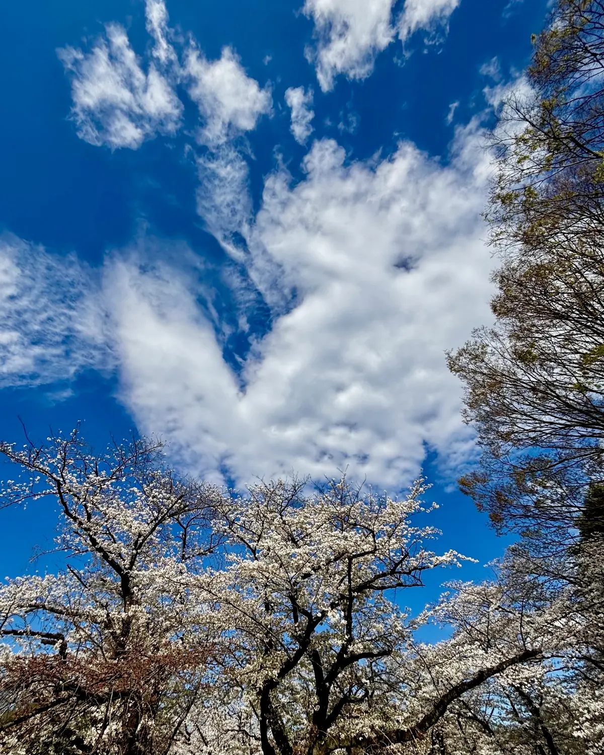 天使の羽？蝶々？のような形の雲①