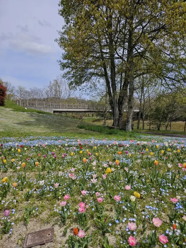 海外のような景色広がる公園の画像_1
