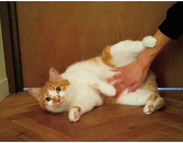 ワタナベさんによる必殺技「ブラッシング」を経て、おなかを見せてゴロゴロと