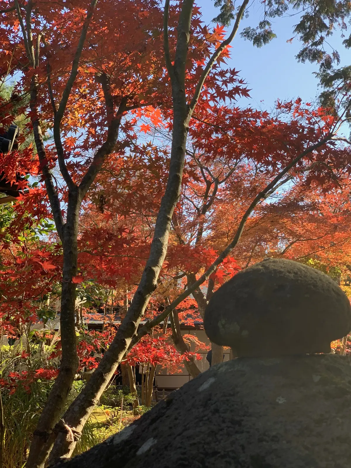 一条恵観山荘　鎌倉　紅葉