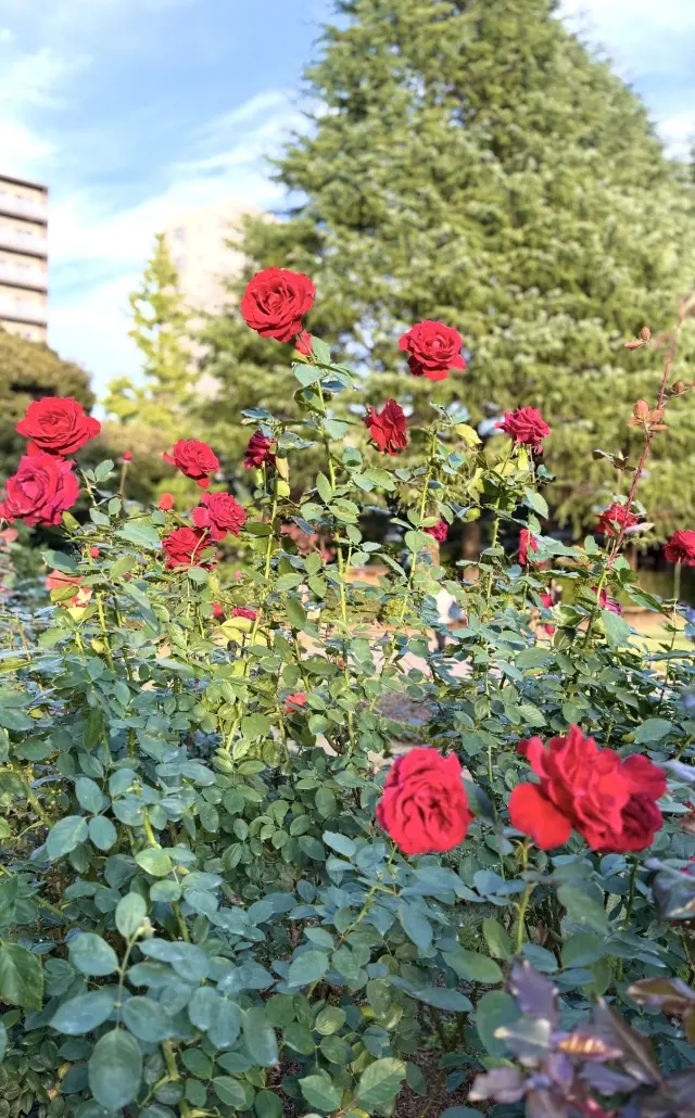 美しいバラと紅葉、旧古河庭園への画像_4