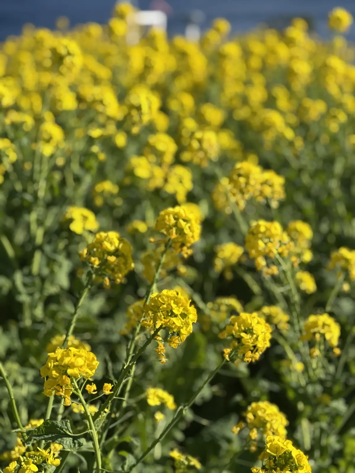 ニューヨークランプミュージアム＆フラワーガーデン　菜の花