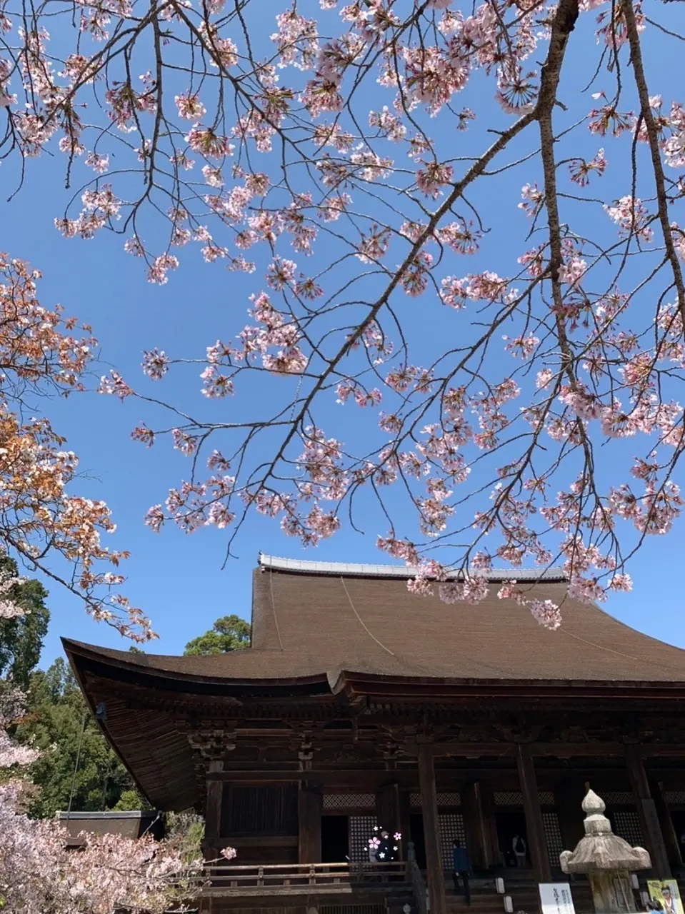 琵琶湖大津へお花見ドライブの画像_3