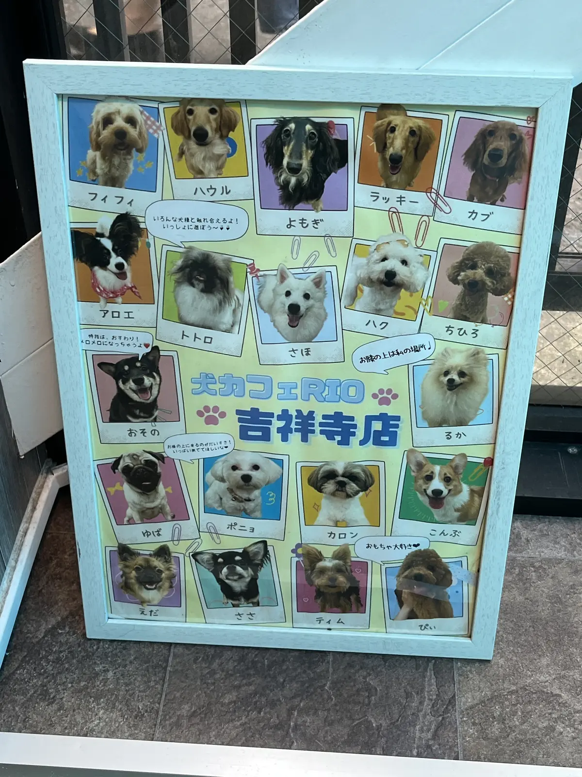 初めての犬カフェへの画像_1