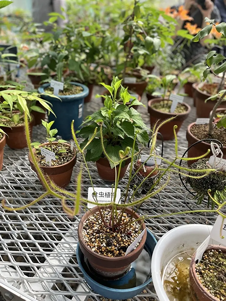 新緑の小石川植物園への画像_6