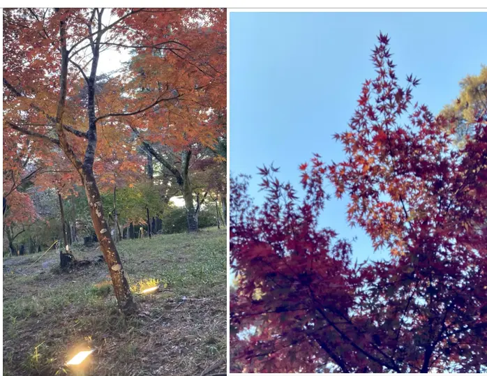 上長瀞駅近く「月の石もみじ公園」。高浜虚子でも有名。