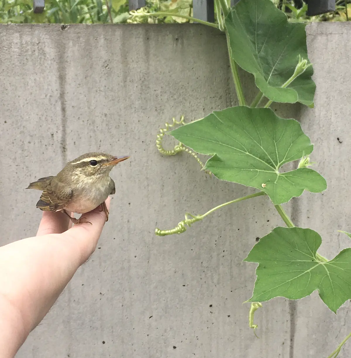 小鳥を拾った日。の画像_1