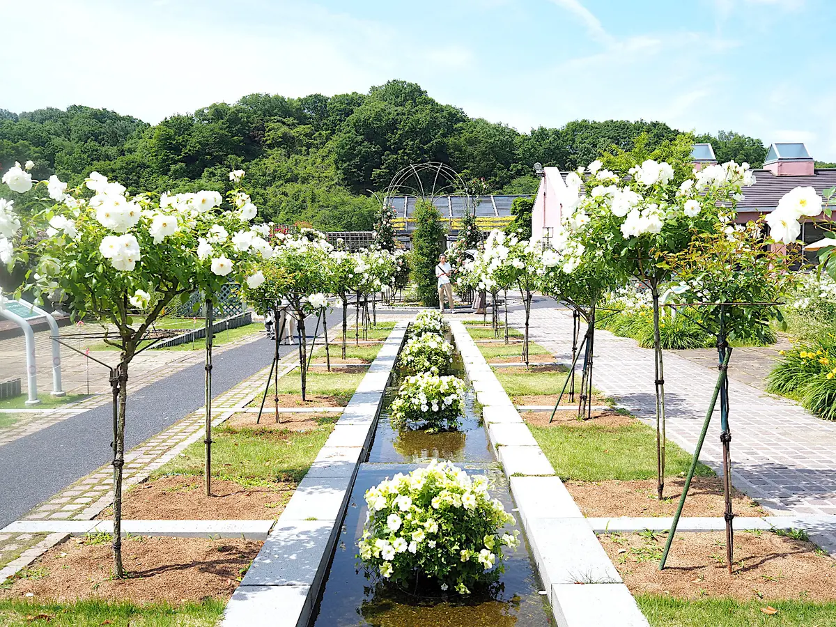ぎふワールド・ローズガーデン「ホワイトローズガーデン」