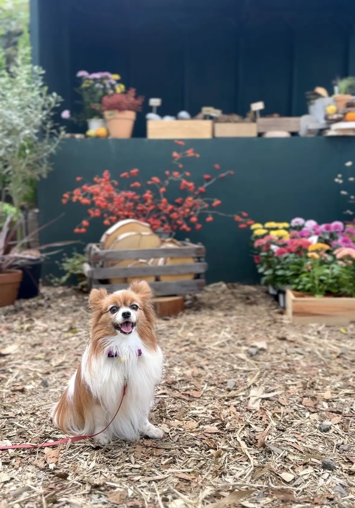 【ニコライバーグマン箱根ガーデンズ】大自の画像_9