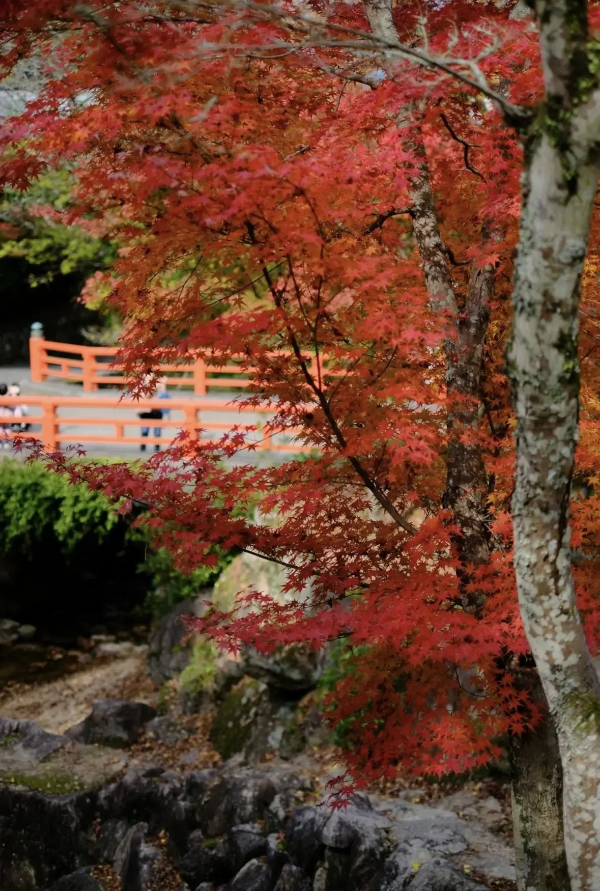 弥山は宮島の中央部にあり、標高は５３５ｍ