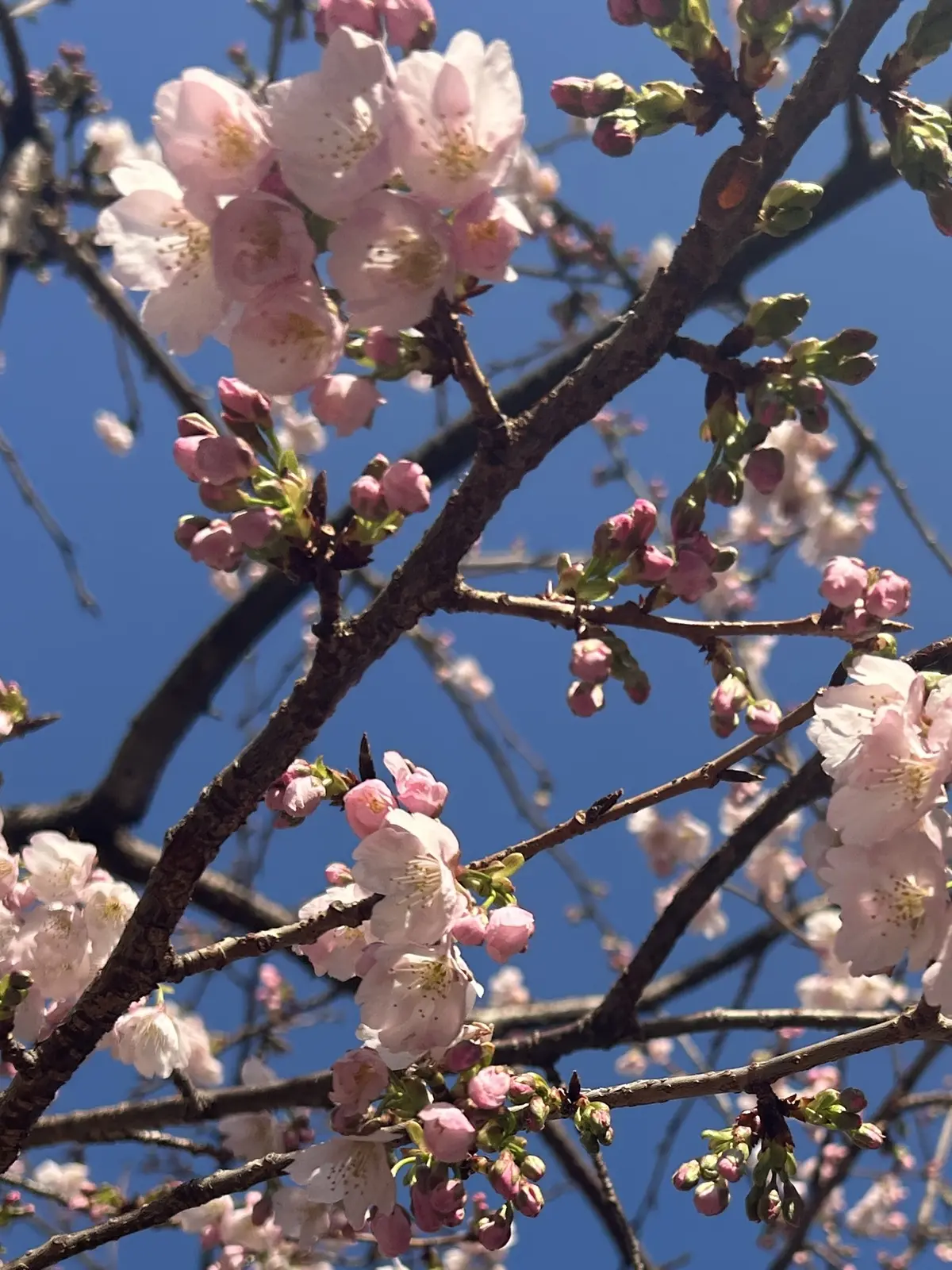 春のヘア♡大人のふわゆる巻きスタイルの画像_1