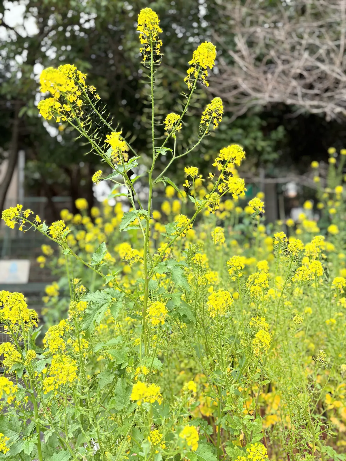 GUプチプラコーデで春ランチ@天王洲アイの画像_22