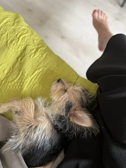 3月末に我が家にやってきた仔犬のゾーイちゃん