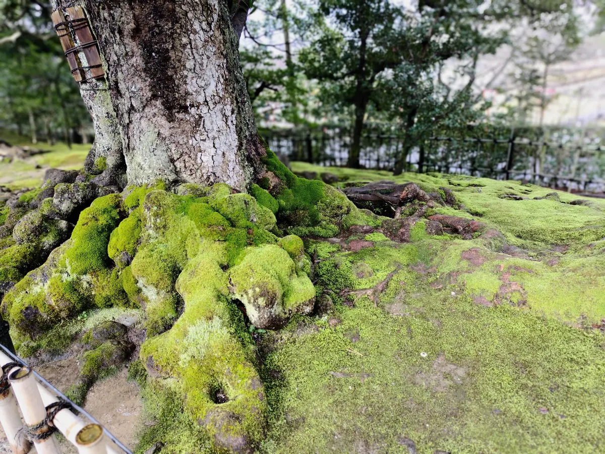 日本三名園　兼六園　苔