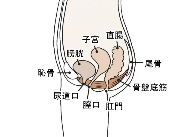 骨盤底筋とは