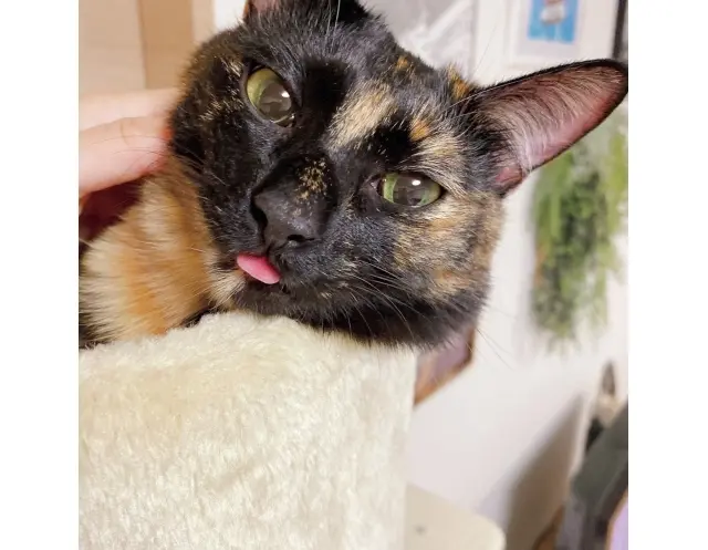 おしゃべり好きなビビ