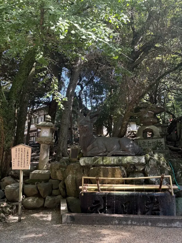 朝の光に包まれて 〜春日大社の特別拝観への画像_4