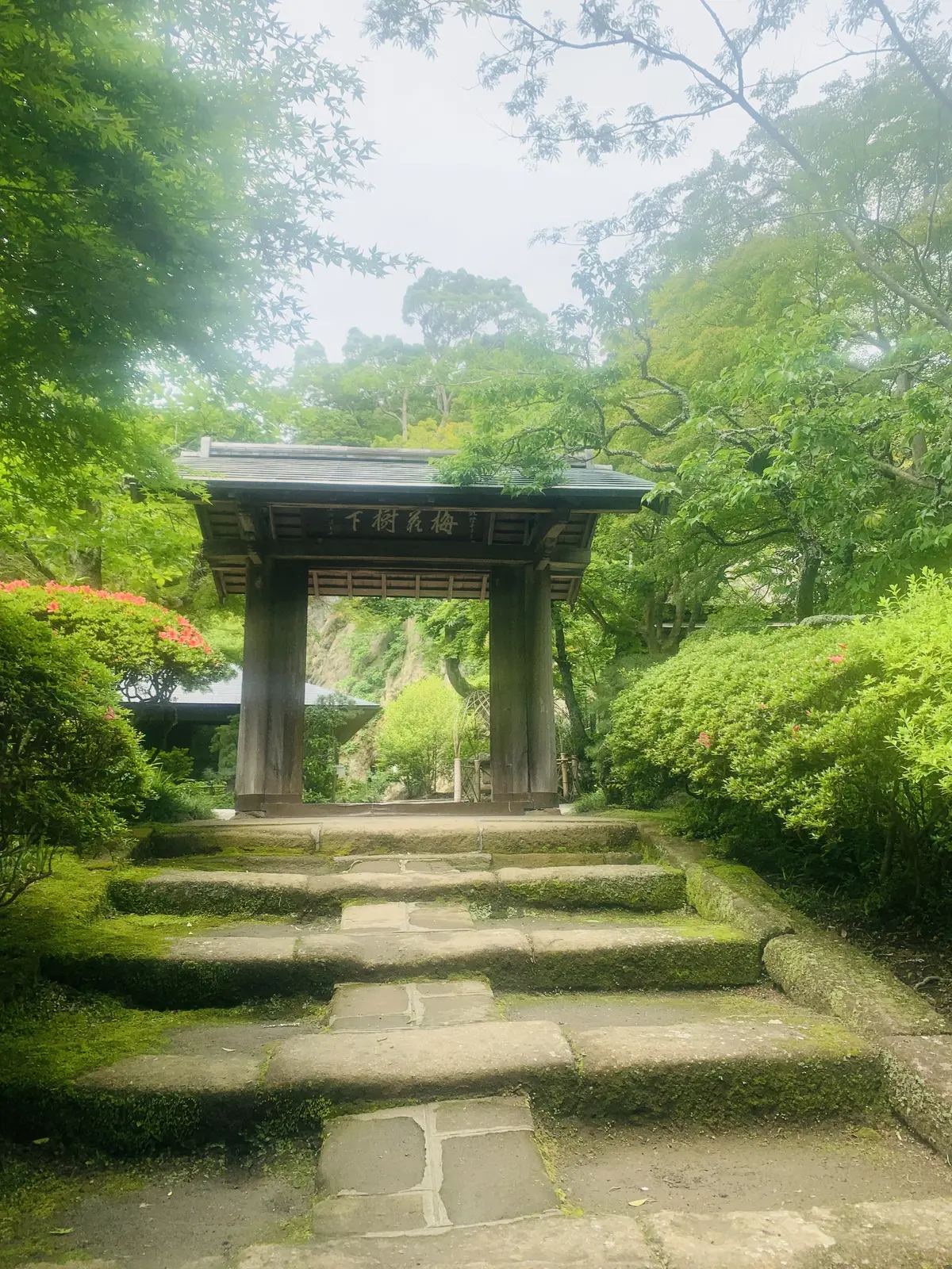 苔が蒸した浄智寺の山門と参道