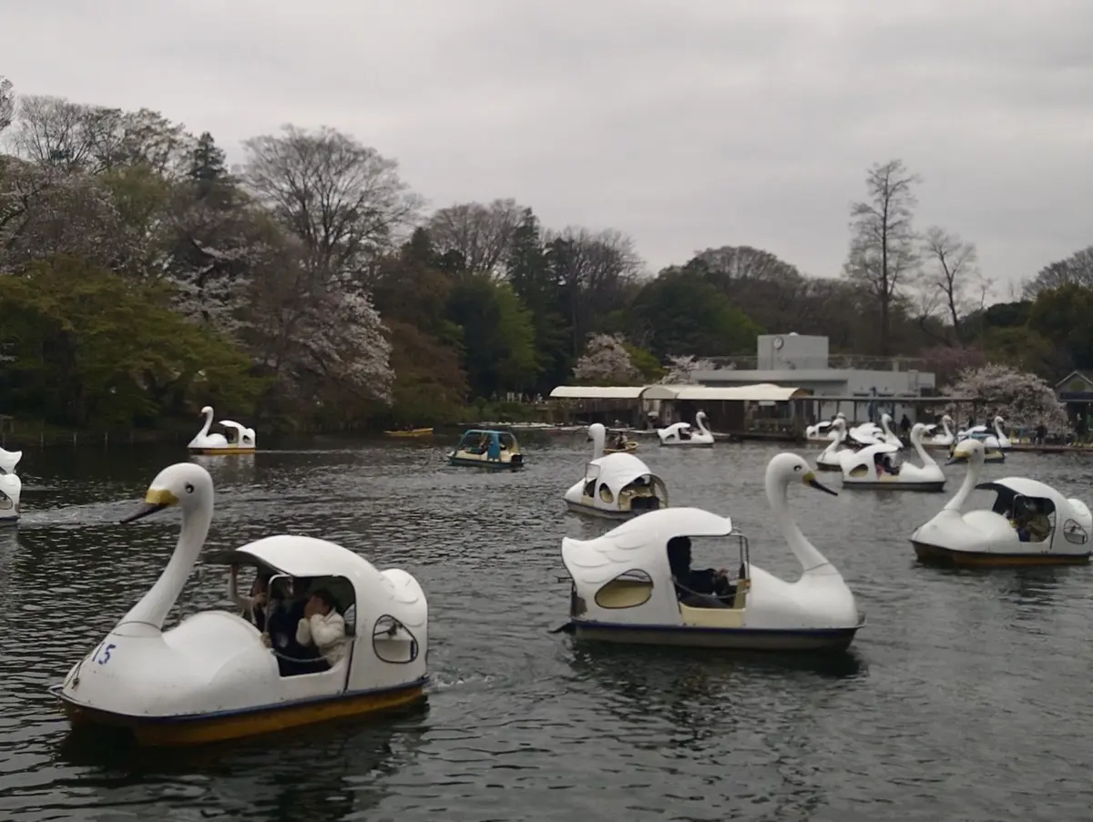井の頭公園のボート