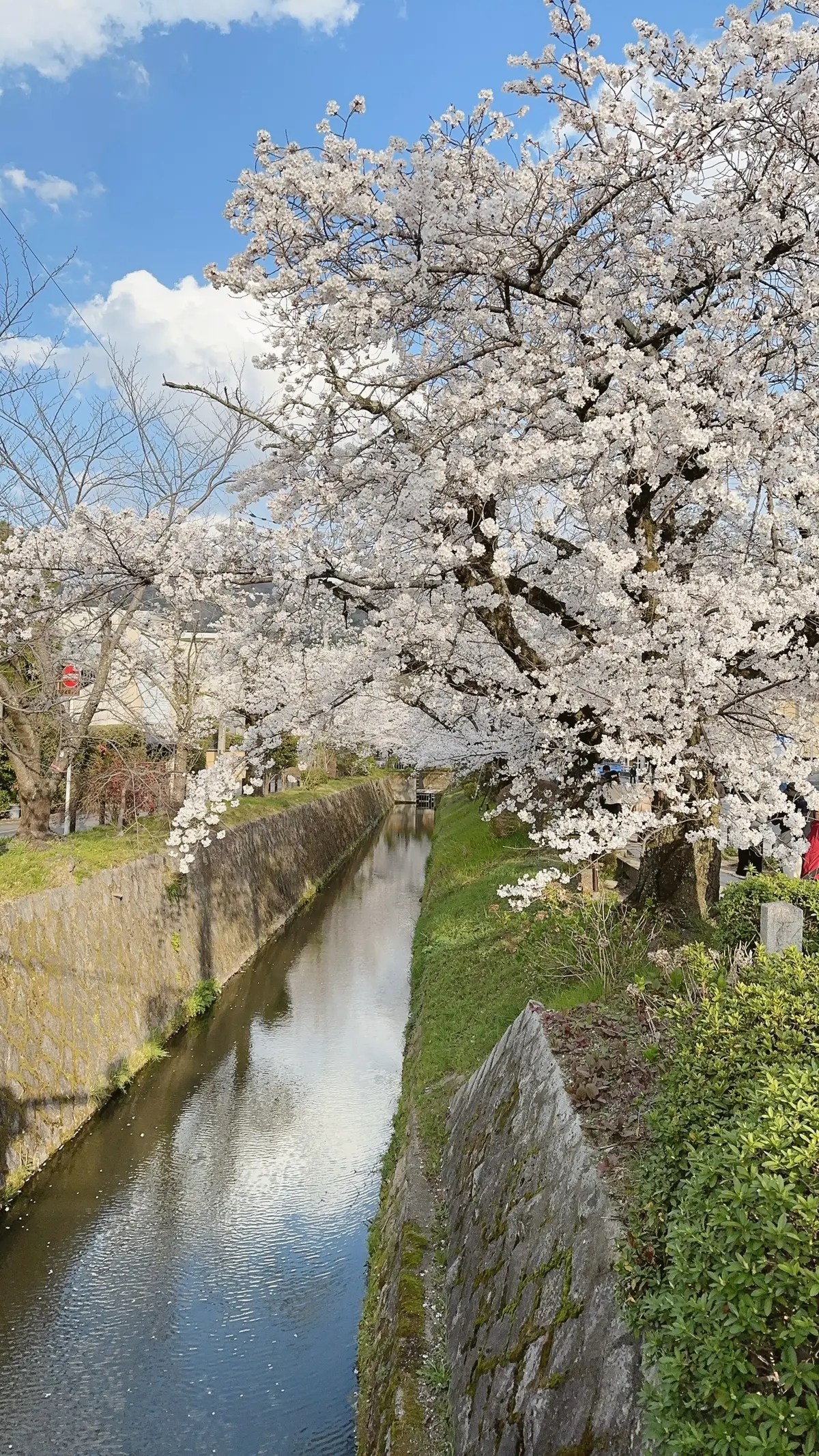 京都哲学の道の桜