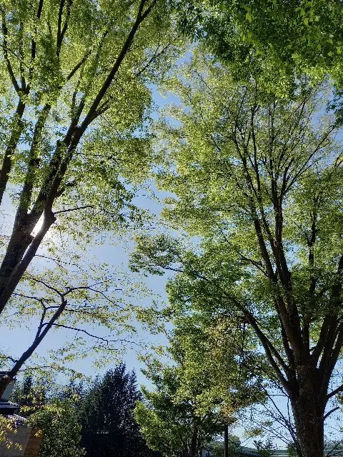 新緑の軽井沢へ。。。前編の画像_5