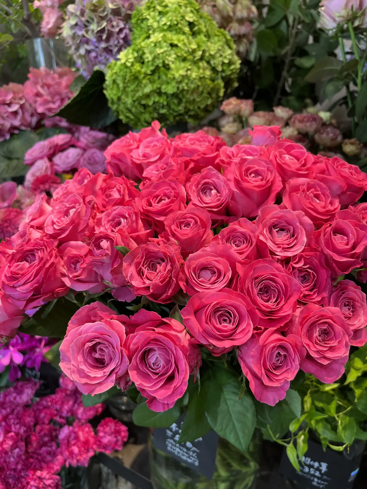 青山でヒマワリを楽しむの画像_15