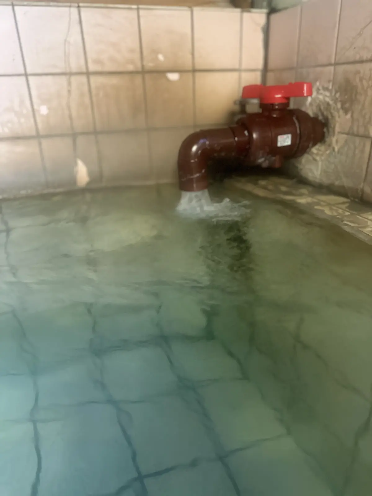 湯煙漂う河津桜並木を散策の画像_4