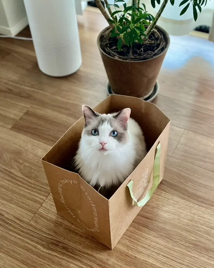 『sarkara』ショッパーに入る猫（上の子）