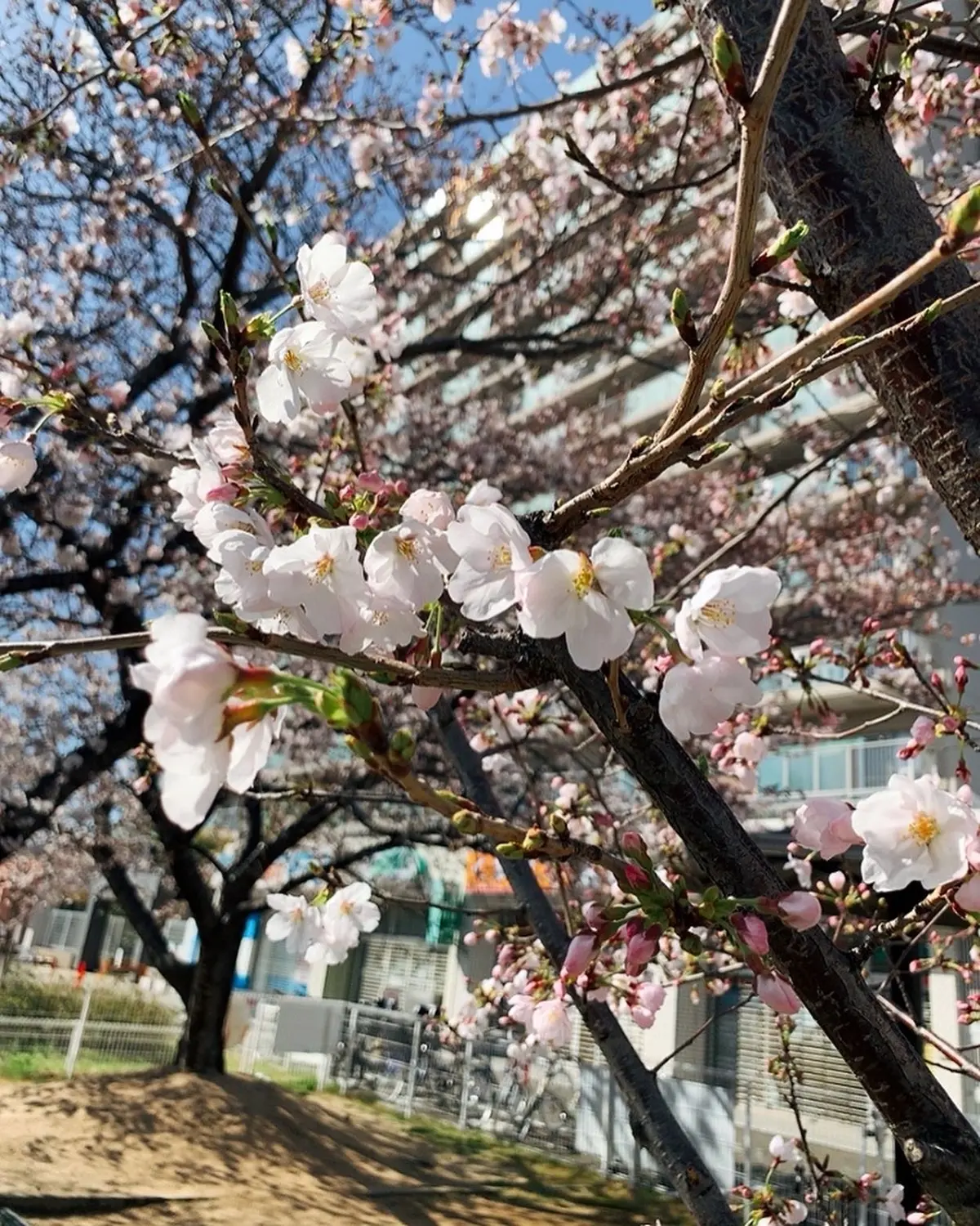 入学式でフォーマルスーツ着ましたの画像_3