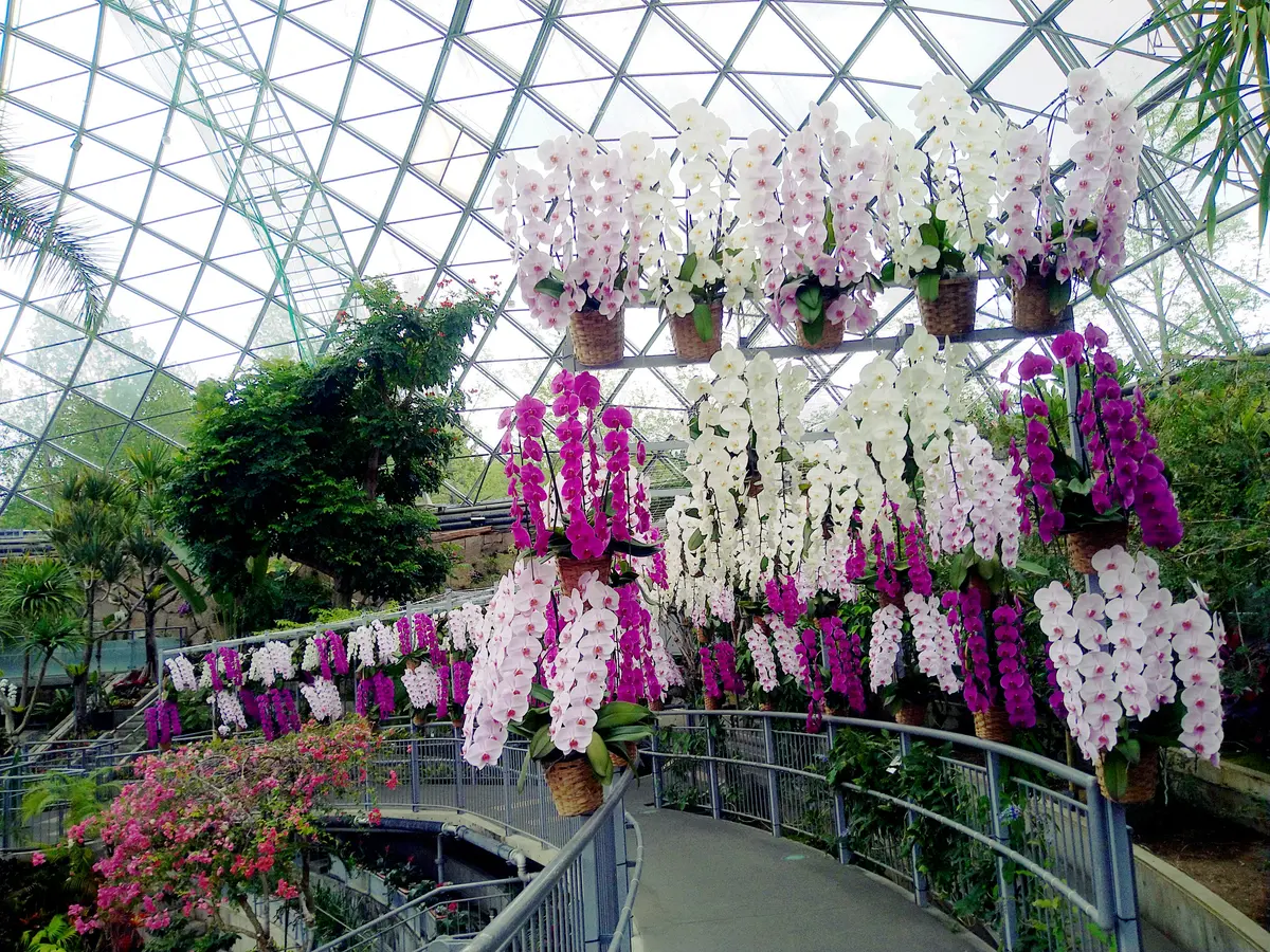 花よりお金？！（金持神社vsとっとり花回の画像_8