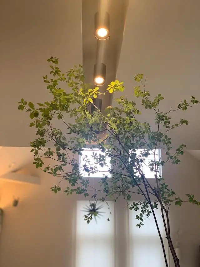 ドウダンツツジ　インドアグリーン　グリーンインテリア　グリーン