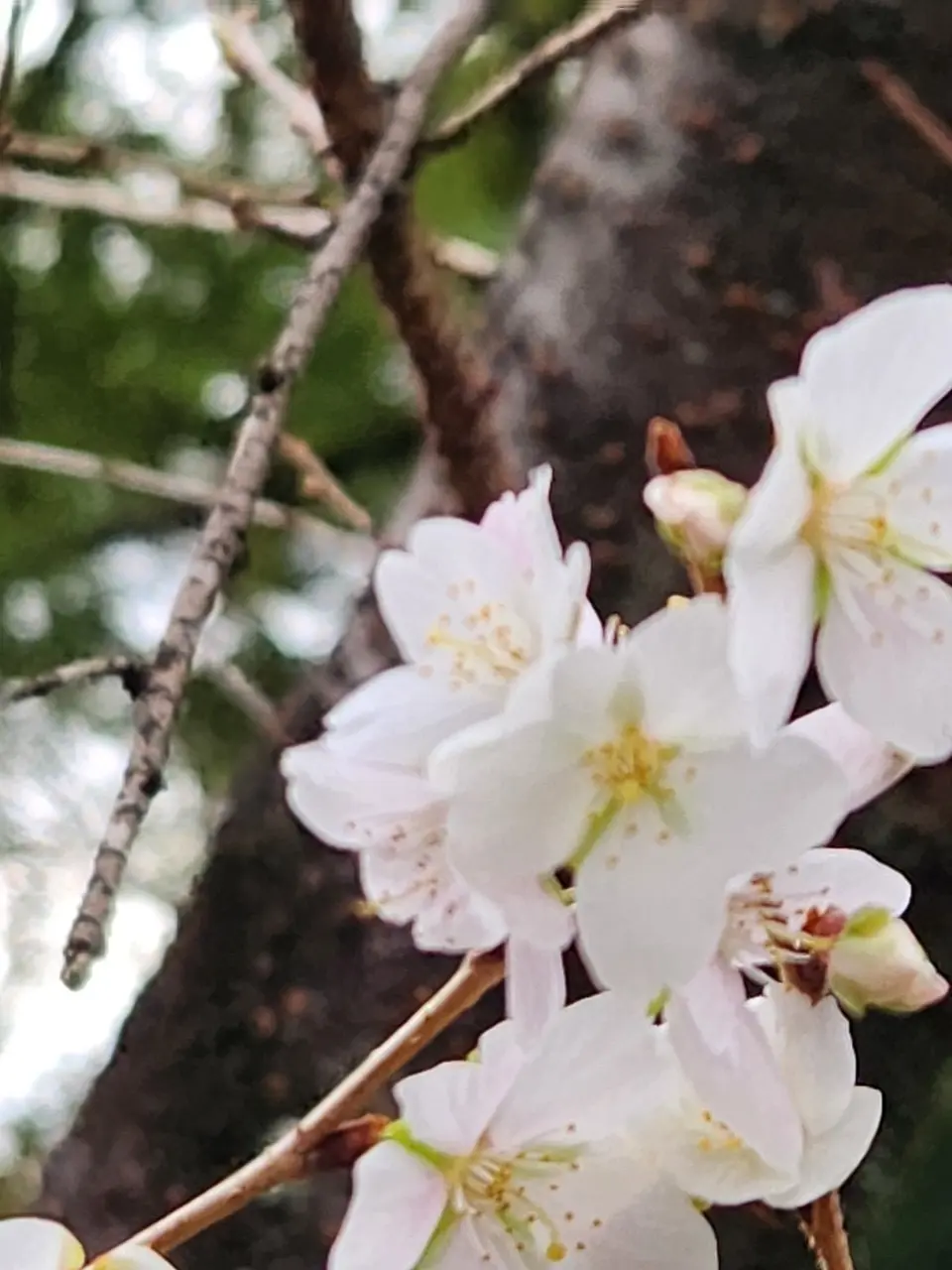 熱田神宮　桜