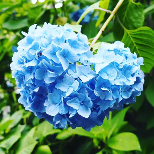 紫陽花を愛でるの画像_1