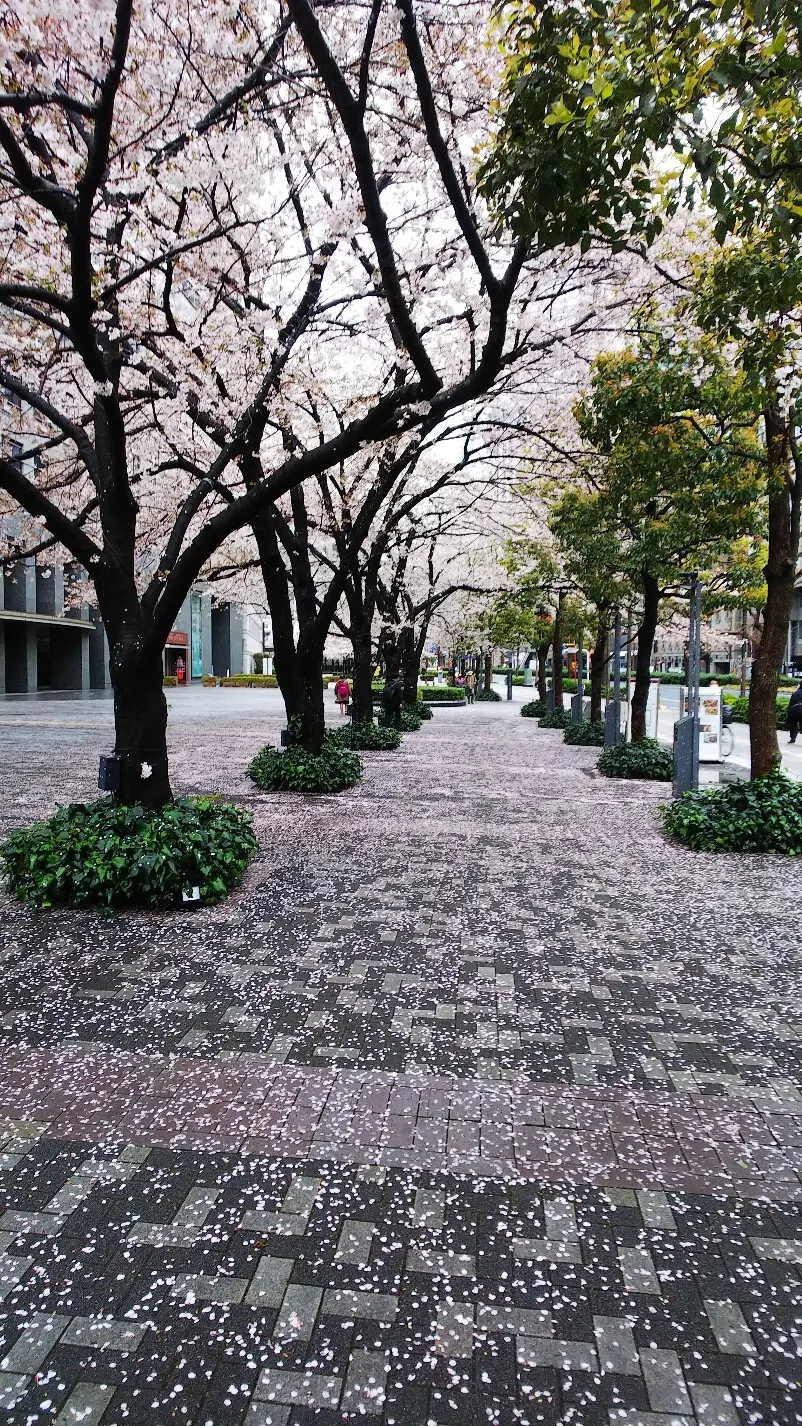 『胴吹き桜』の画像_4