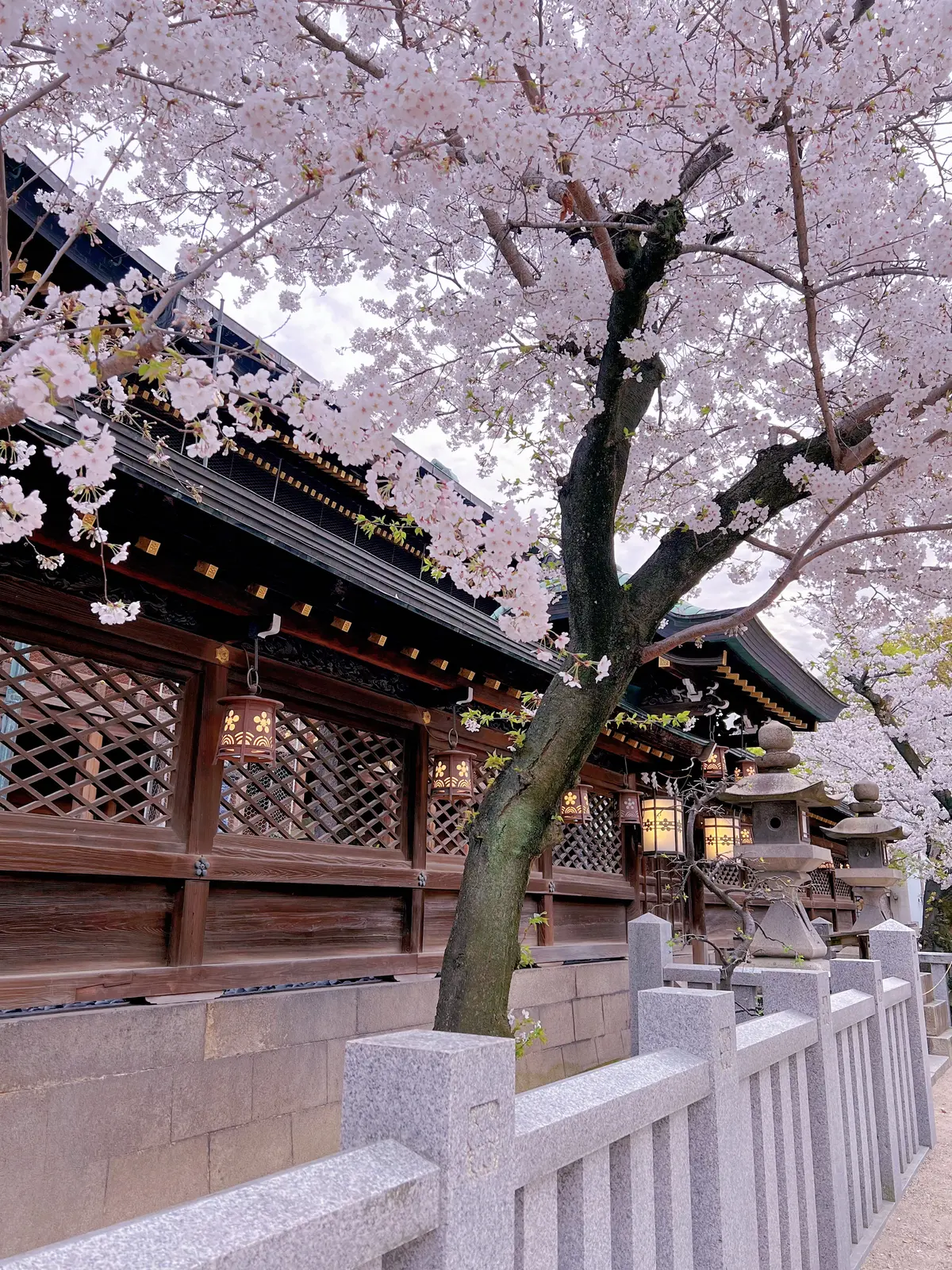 大阪ミニ旅・桜・アフタヌーンティー・ブッの画像_13