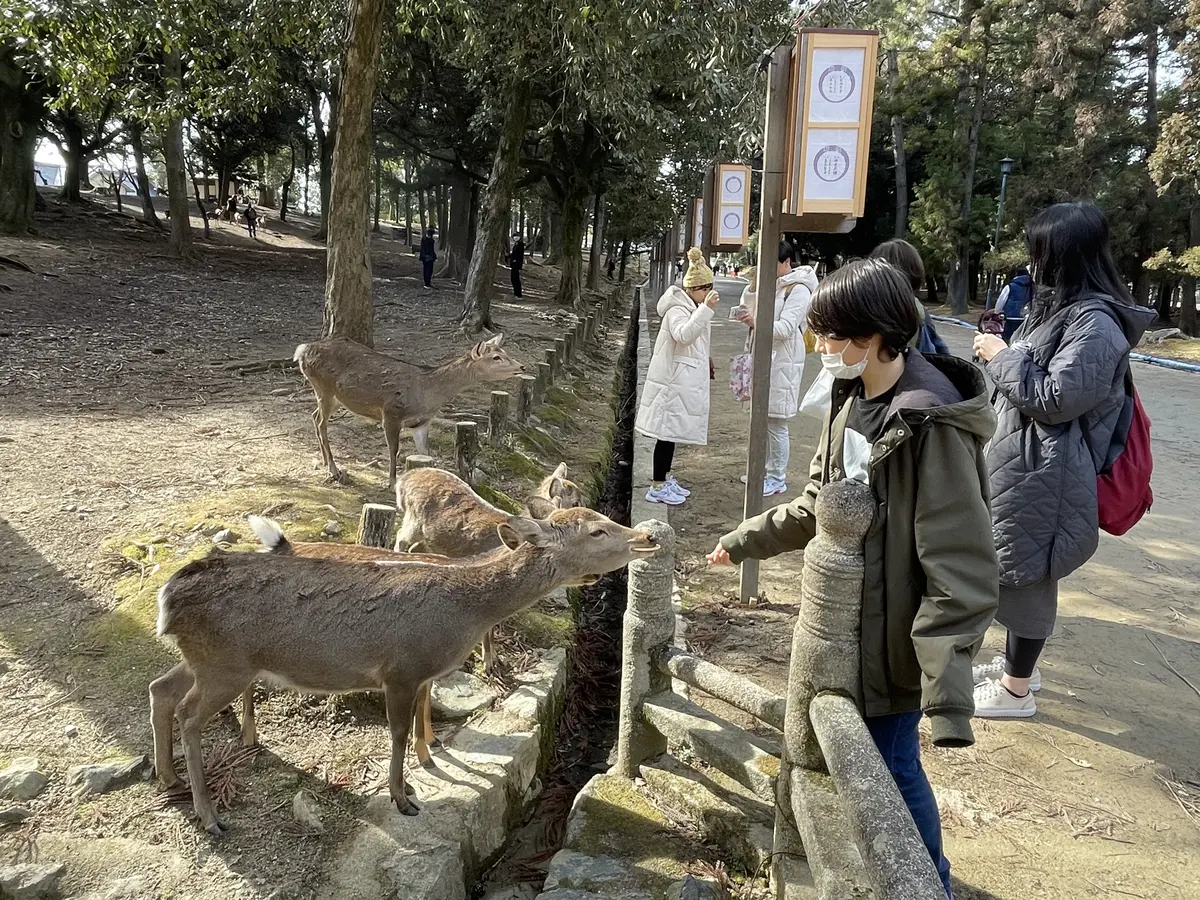 息子と奈良・京都旅行Part１の画像_3
