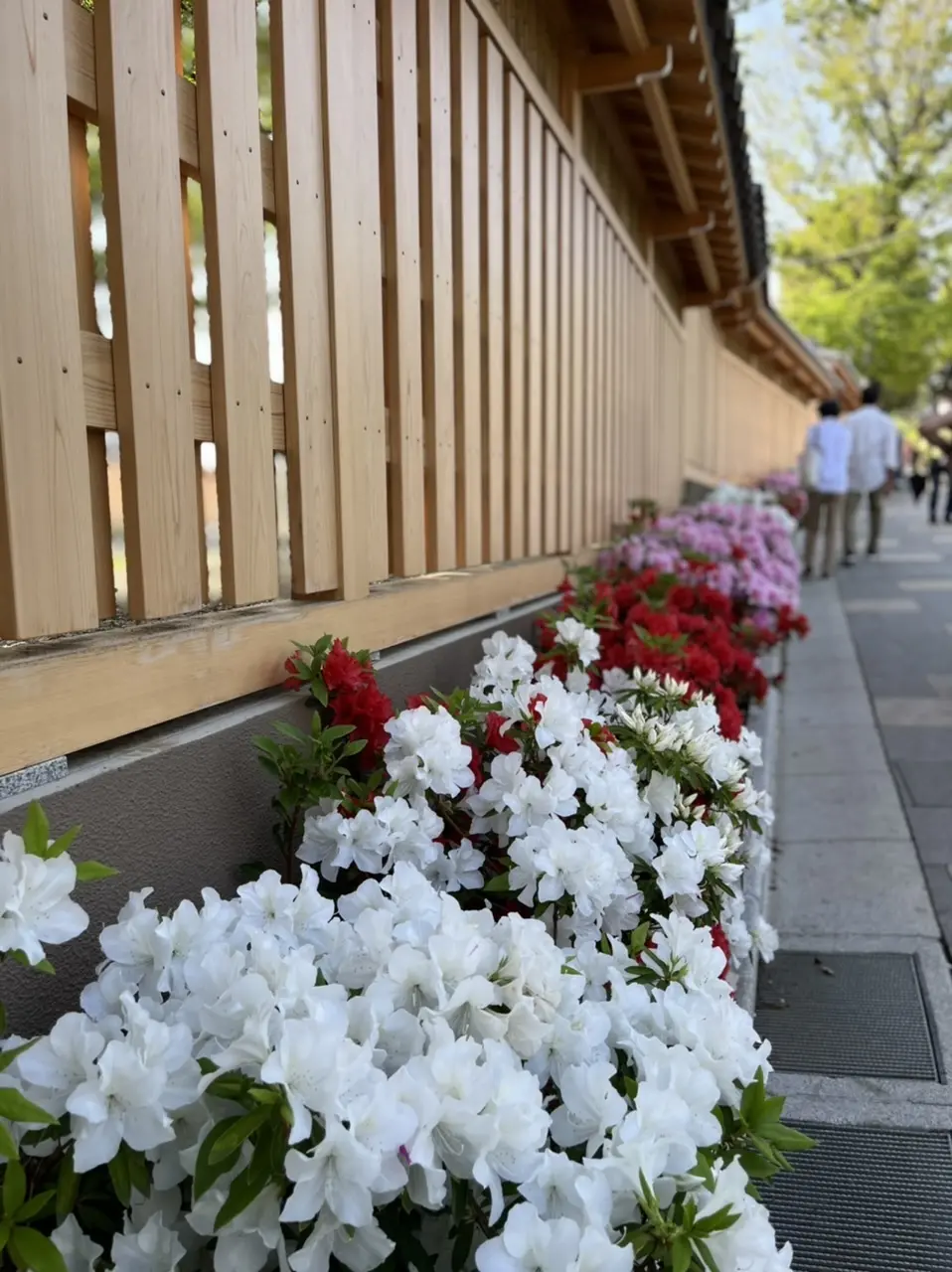 ベトナム刺繍の日傘で、両親と花々散策♩の画像_7