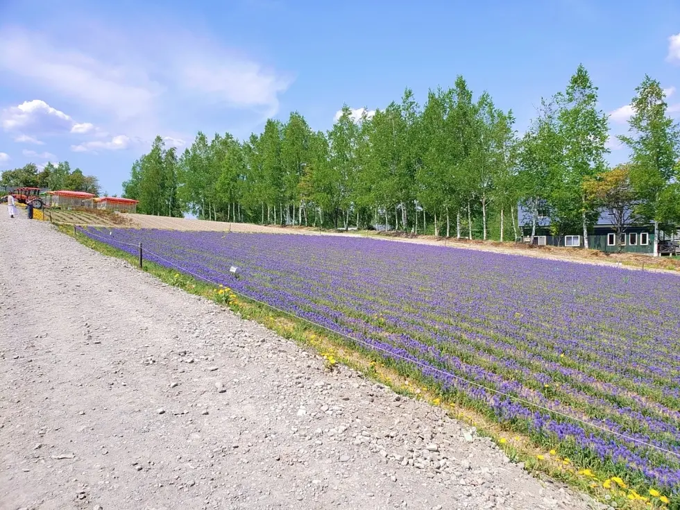 北海道へ夫婦二人でグルメ旅　【美瑛・富良の画像_2