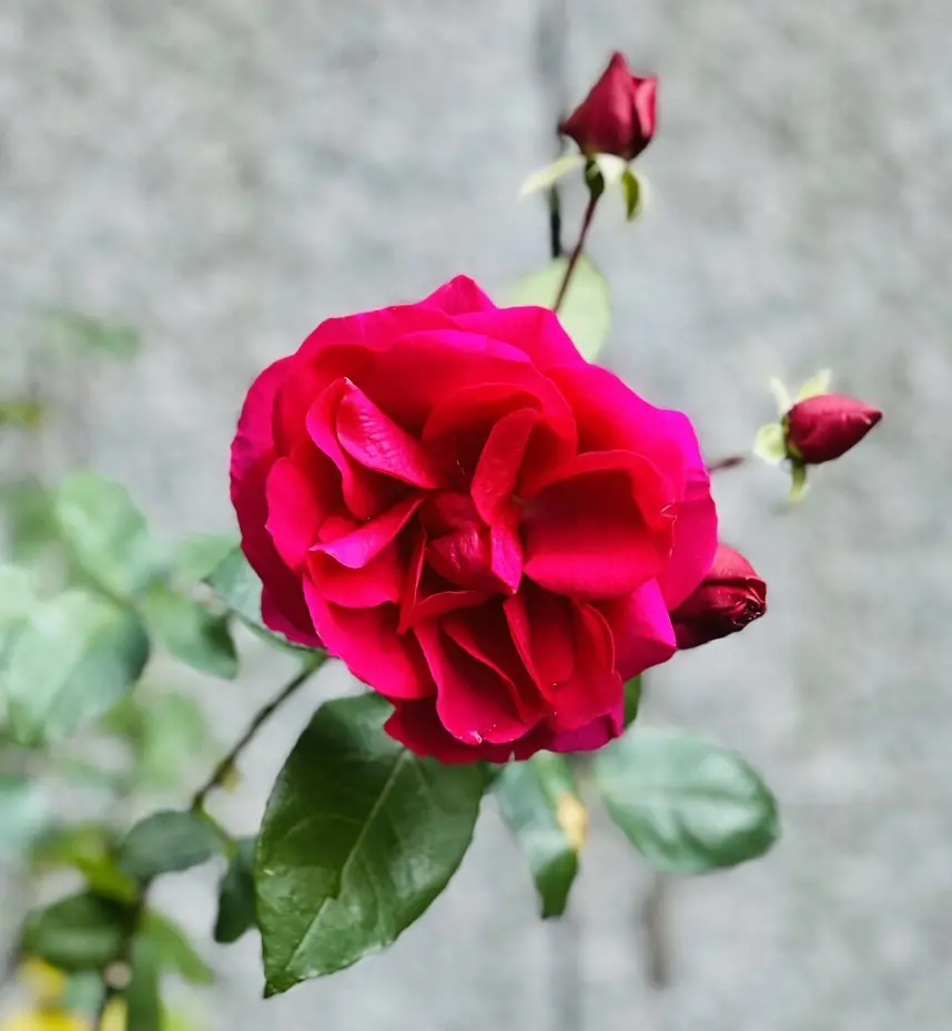 庭園に咲く薔薇たち