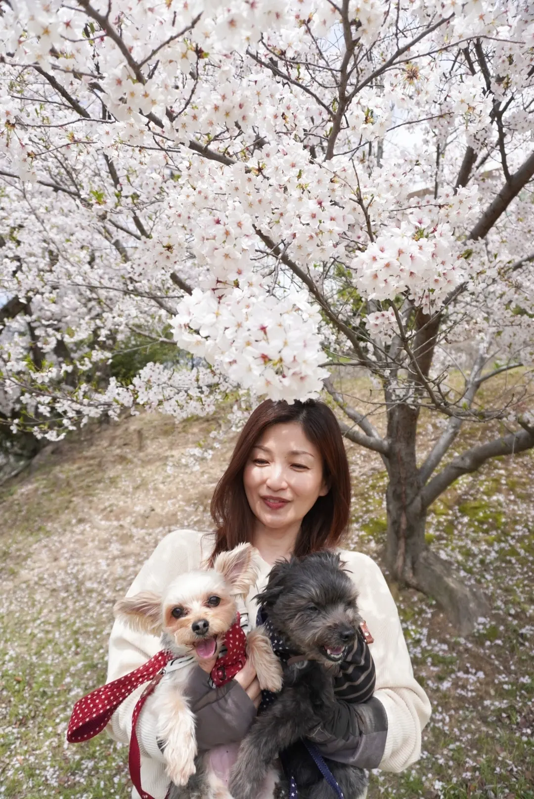 花三昧♡花夢の里☆おへそ☆ワンコとお花見の画像_18