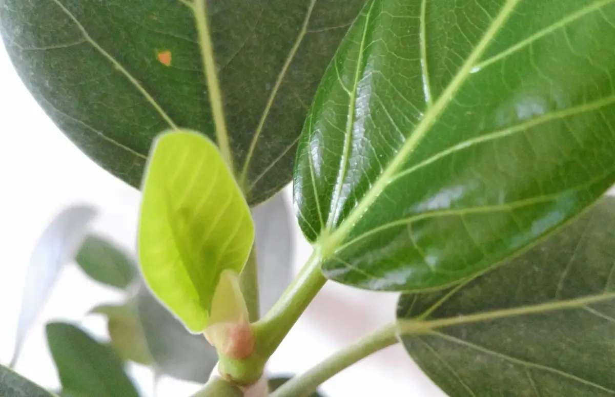 初夏のおしごとの画像_3