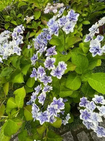 リアルタイムでお伝えする、鎌倉長谷寺あじの画像_8