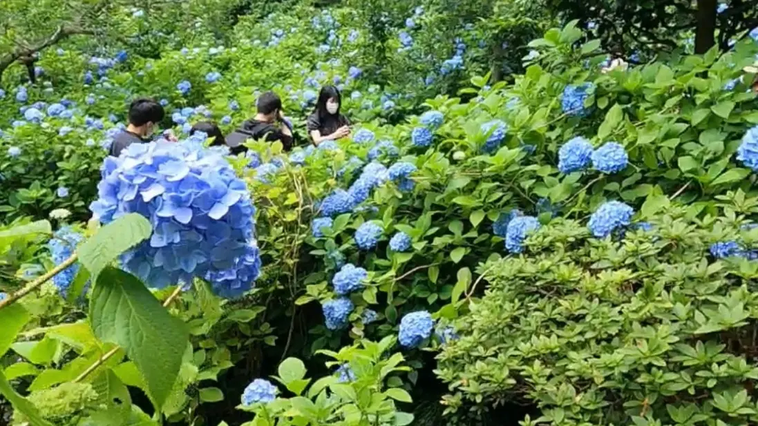 名月院　紫陽花　あじさい　アジサイ