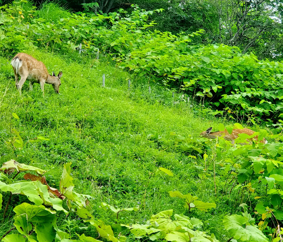 のんびり草を食べてる姿に癒されます～。