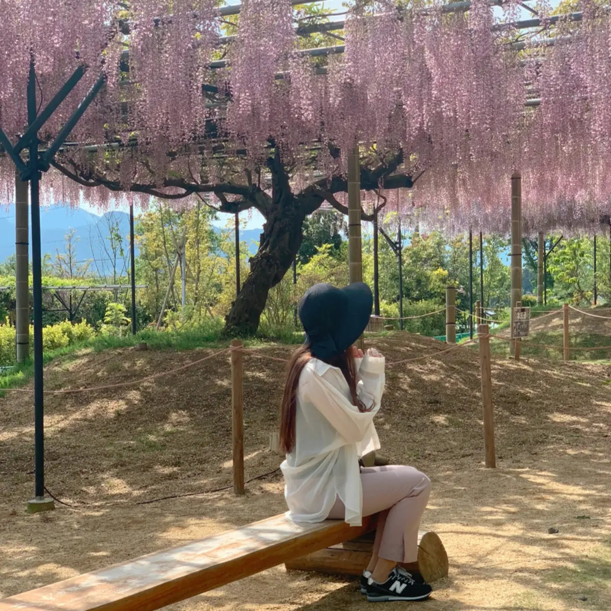 美しい藤棚に癒される。