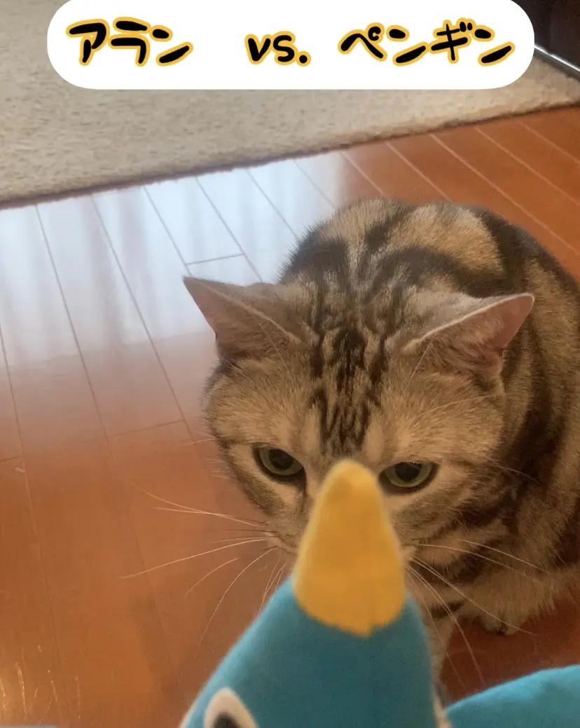 ペンギンの蹴りぐるみと対決する猫