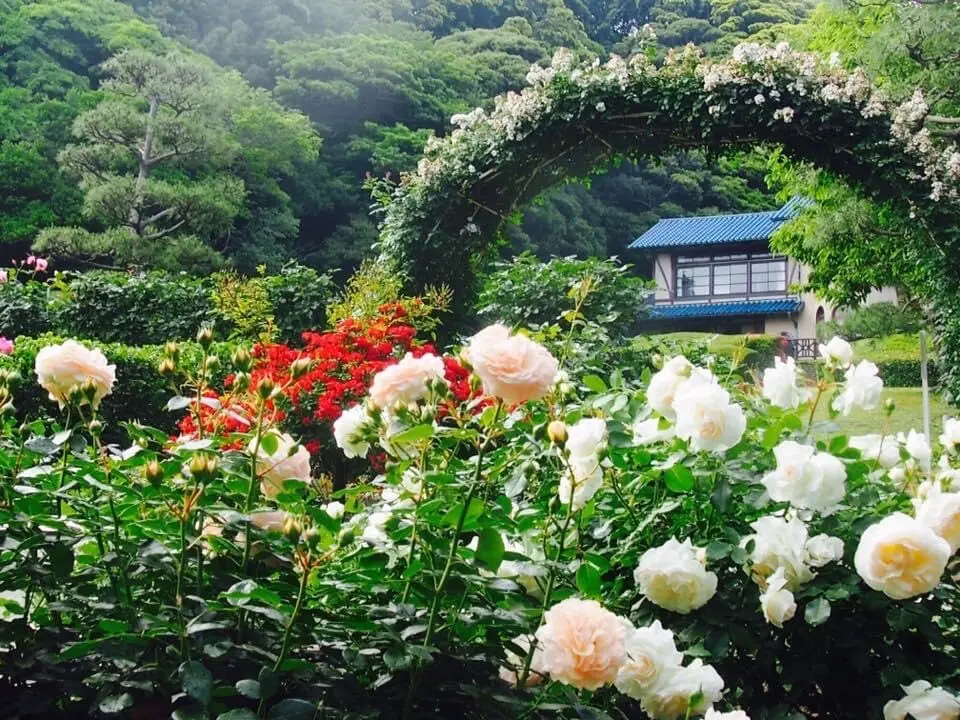 鎌倉の麗しきバラの画像_1