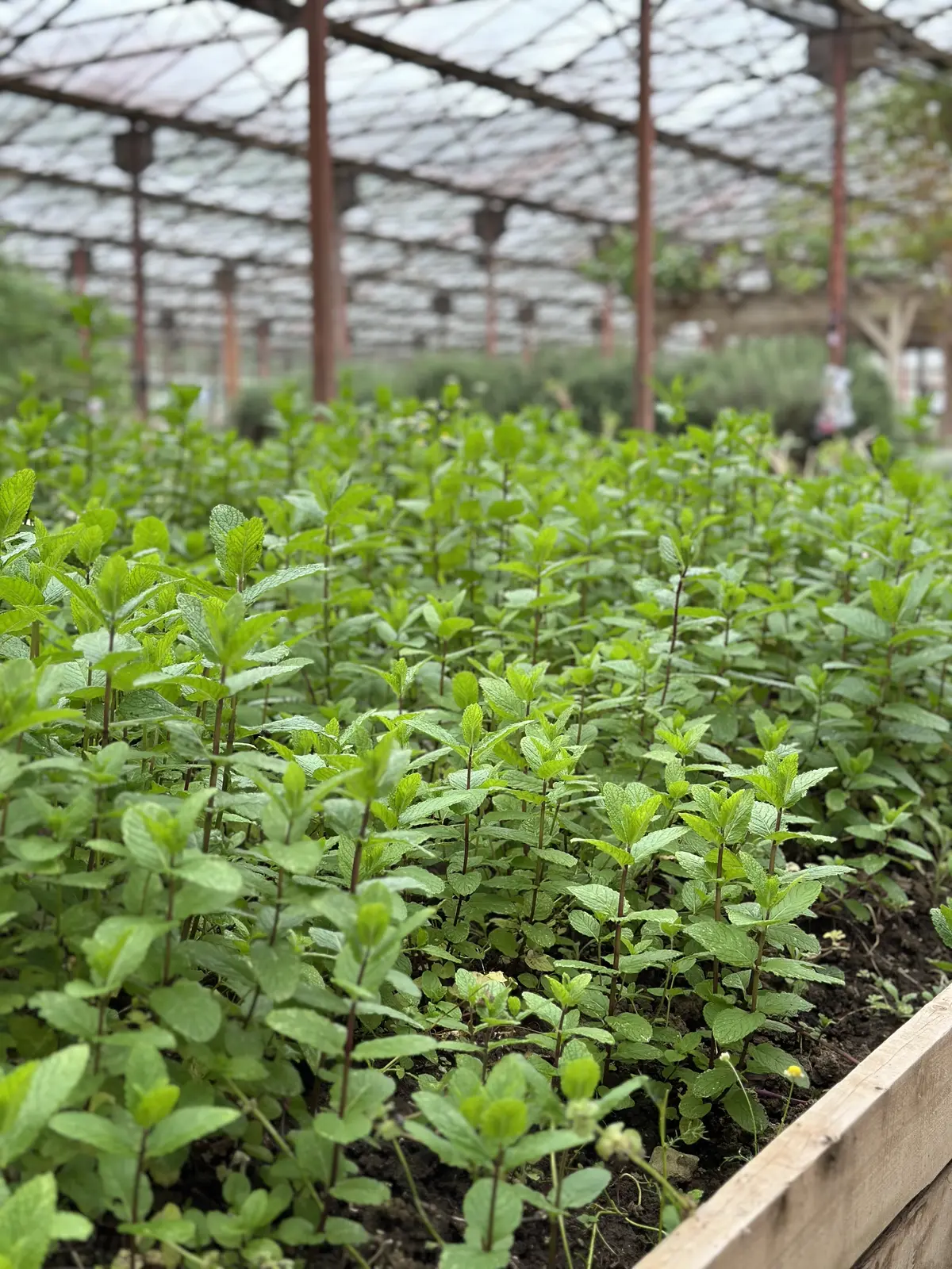 ハーブガーデンで過ごす癒しの時間♡千葉にの画像_36